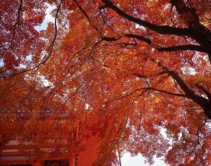 勝尾寺　紅葉